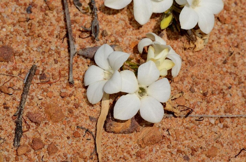 Orianthera callosa