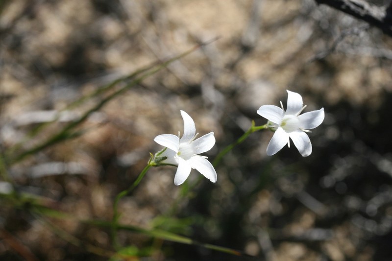 Orianthera campanulata