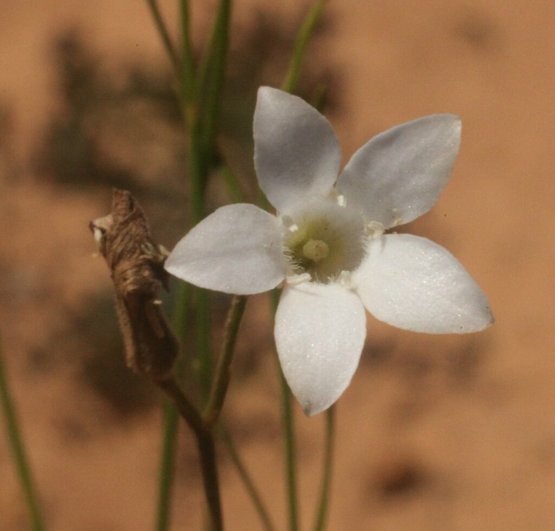 Orianthera campanulata photo 2