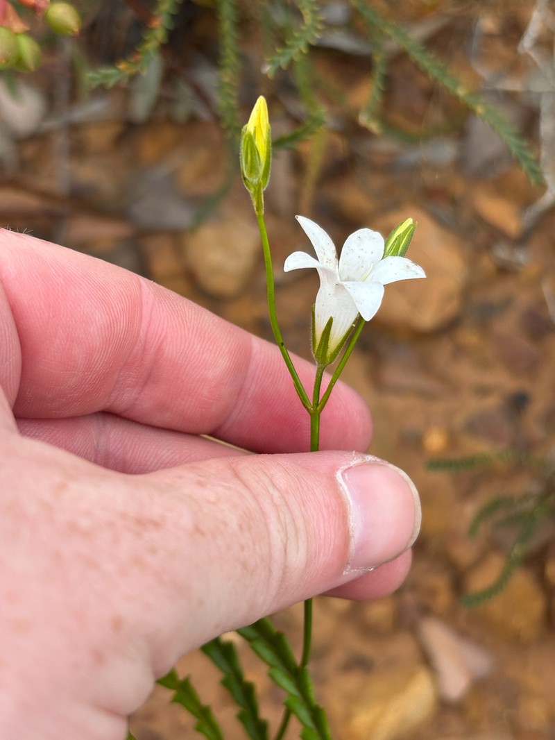 Orianthera campanulata photo 3