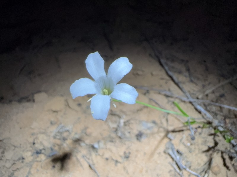 Orianthera campanulata photo 5