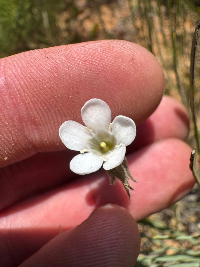 Orianthera campanulata photo 6