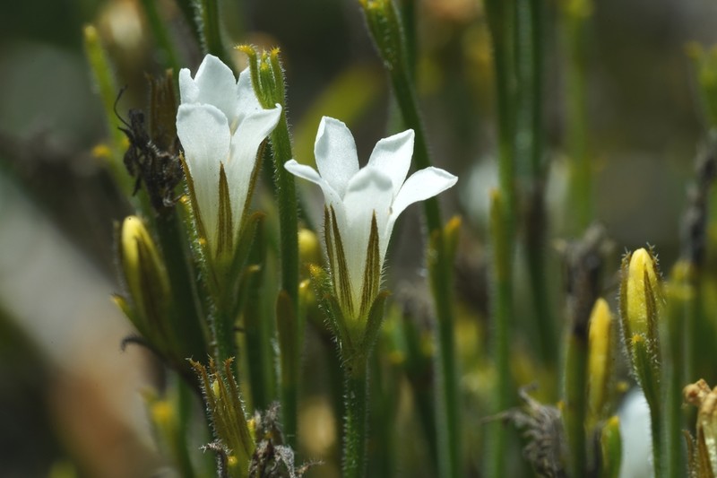 Orianthera campanulata photo 7