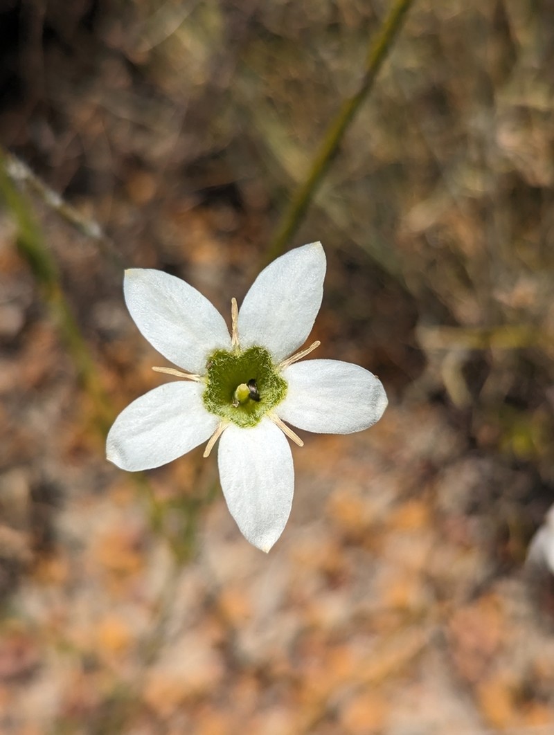 Orianthera campanulata photo 8