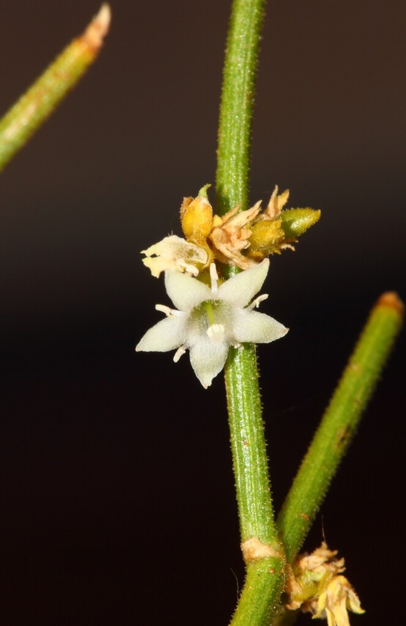 Orianthera centralis
