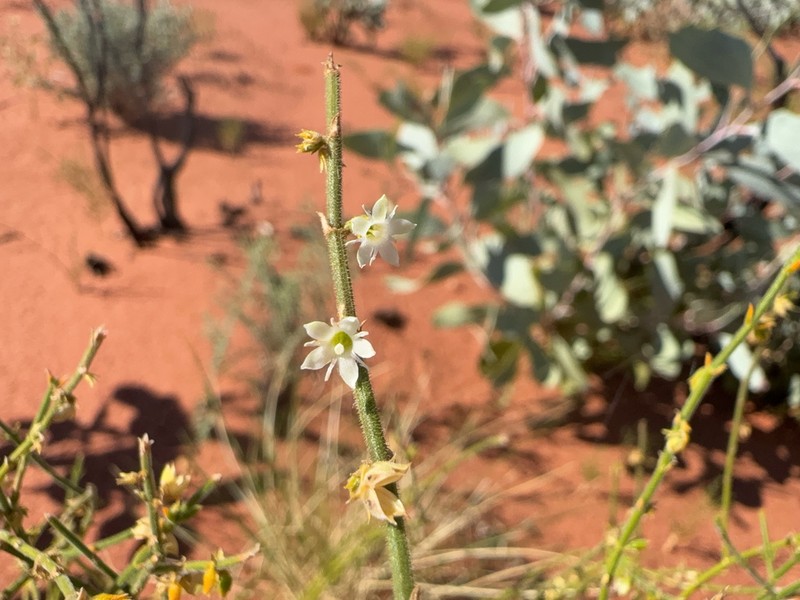 Orianthera centralis photo 2