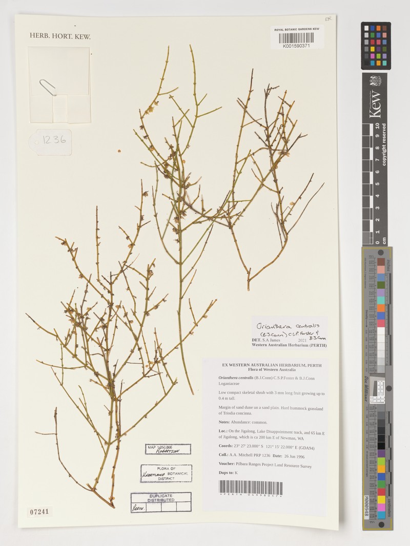 Orianthera centralis photo 3