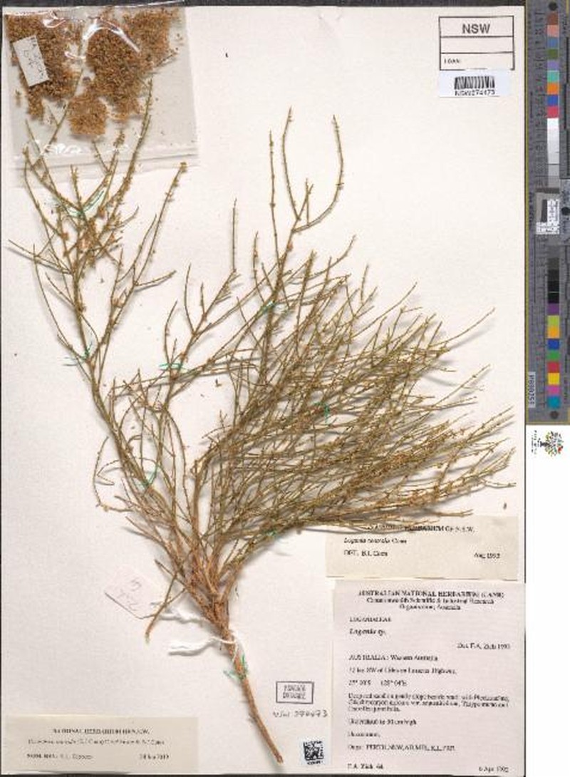 Orianthera centralis photo 4