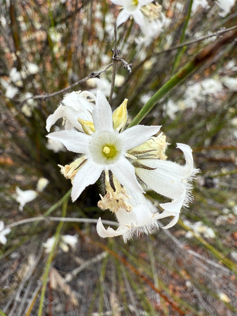 Orianthera exilis