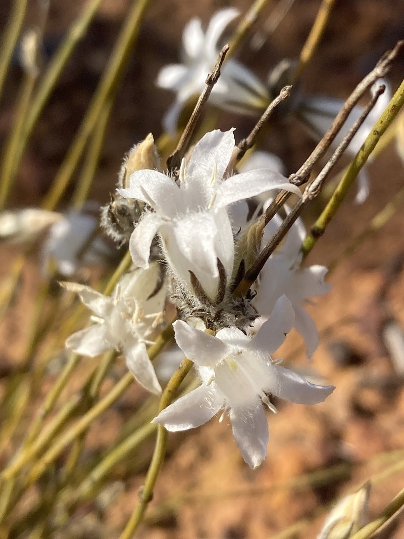 Orianthera exilis photo 2