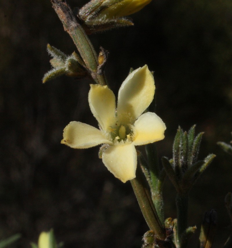Orianthera flaviflora