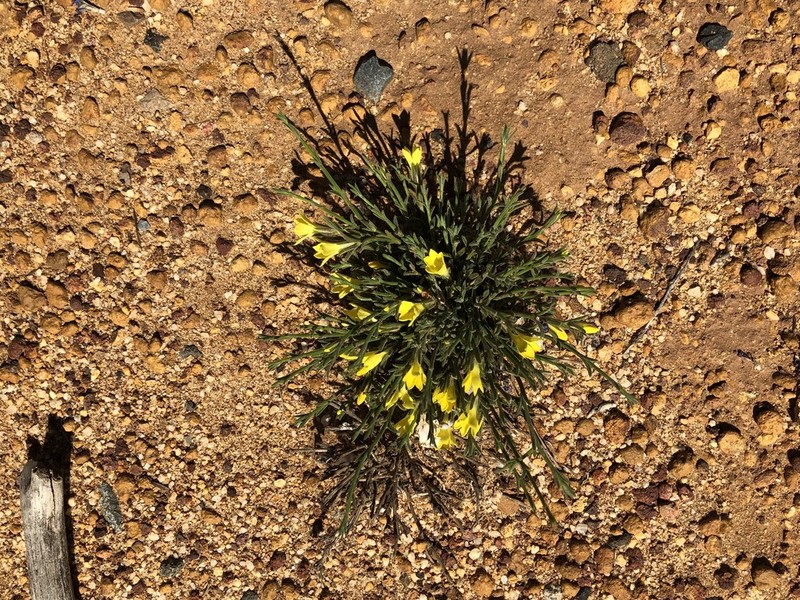 Orianthera flaviflora photo 2