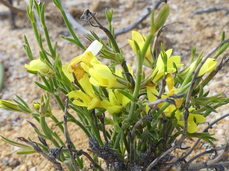 Orianthera flaviflora photo 3