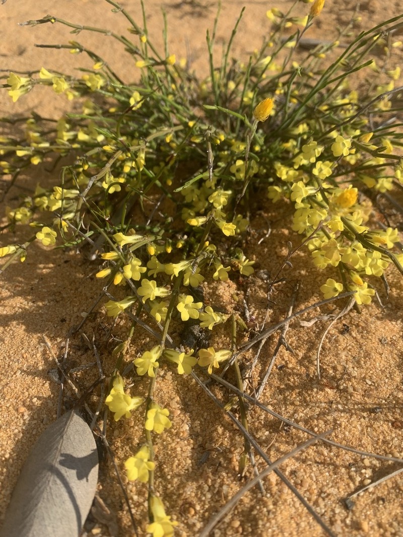 Orianthera flaviflora photo 4