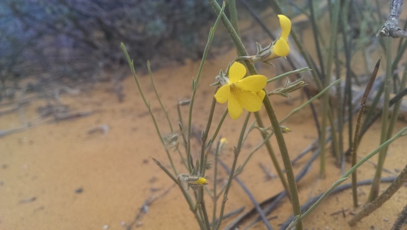 Orianthera flaviflora photo 5