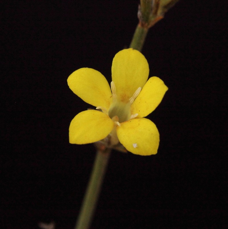 Orianthera flaviflora photo 6