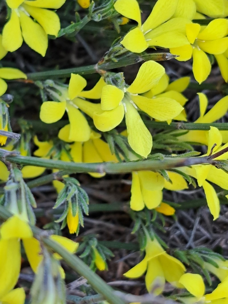 Orianthera flaviflora photo 7