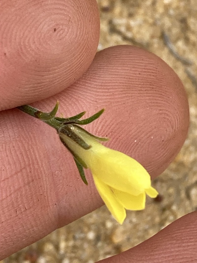 Orianthera flaviflora photo 8