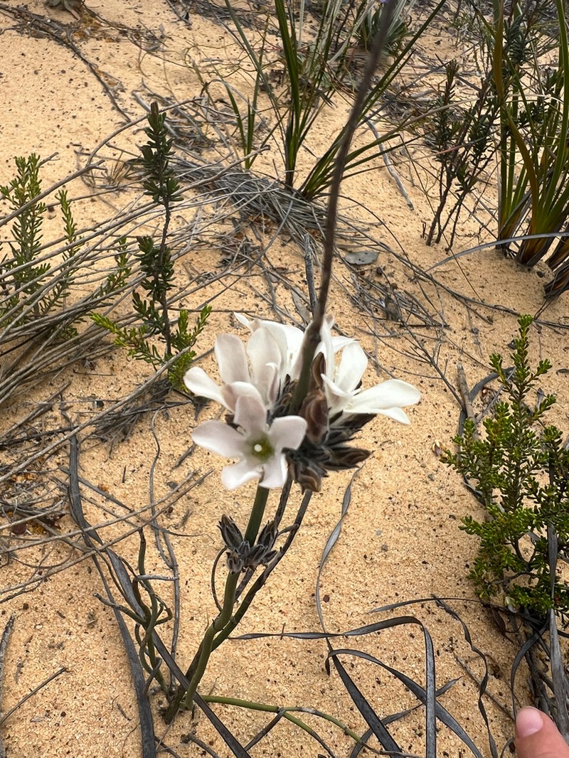 Orianthera judithiana