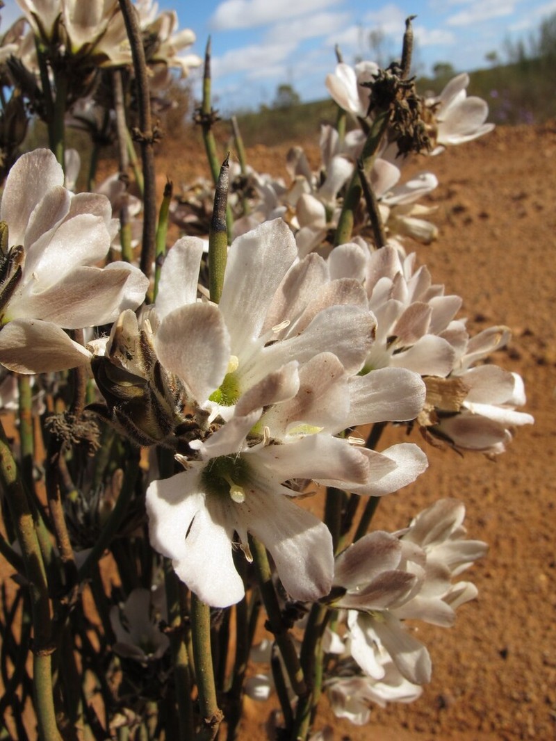Orianthera judithiana photo 2