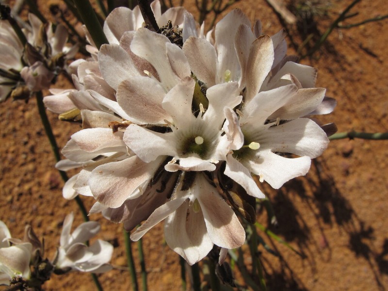 Orianthera judithiana photo 3