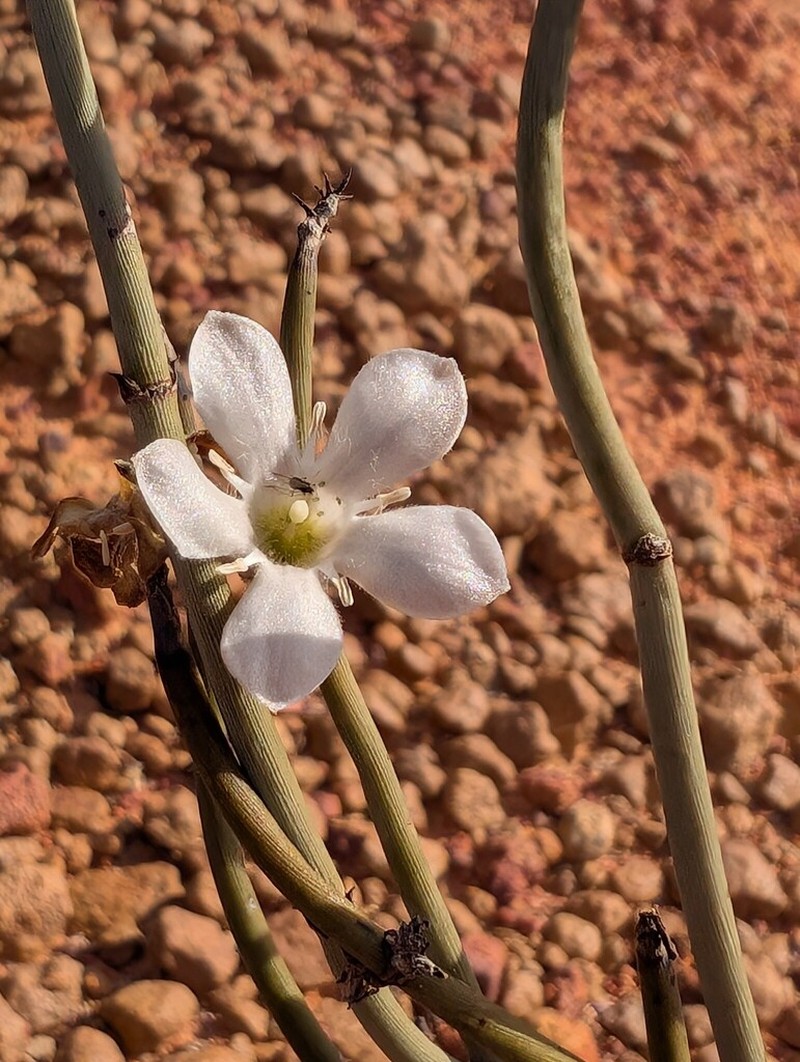 Orianthera judithiana photo 4