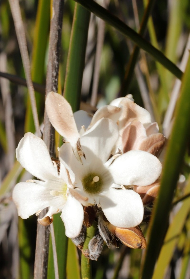 Orianthera judithiana photo 5