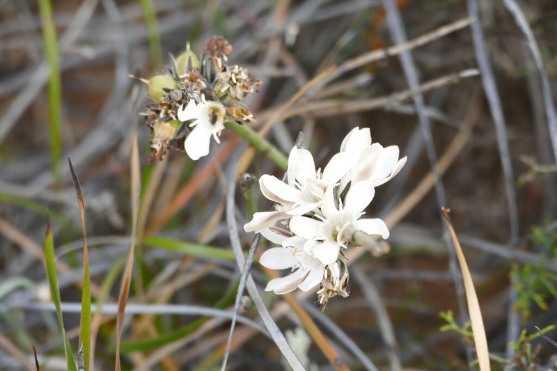 Orianthera judithiana photo 6