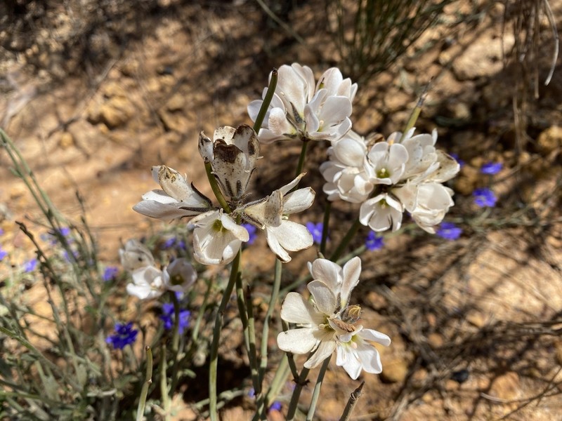 Orianthera judithiana photo 7