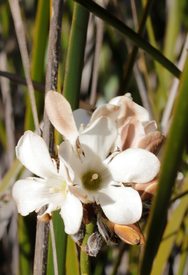 Orianthera judithiana photo 8