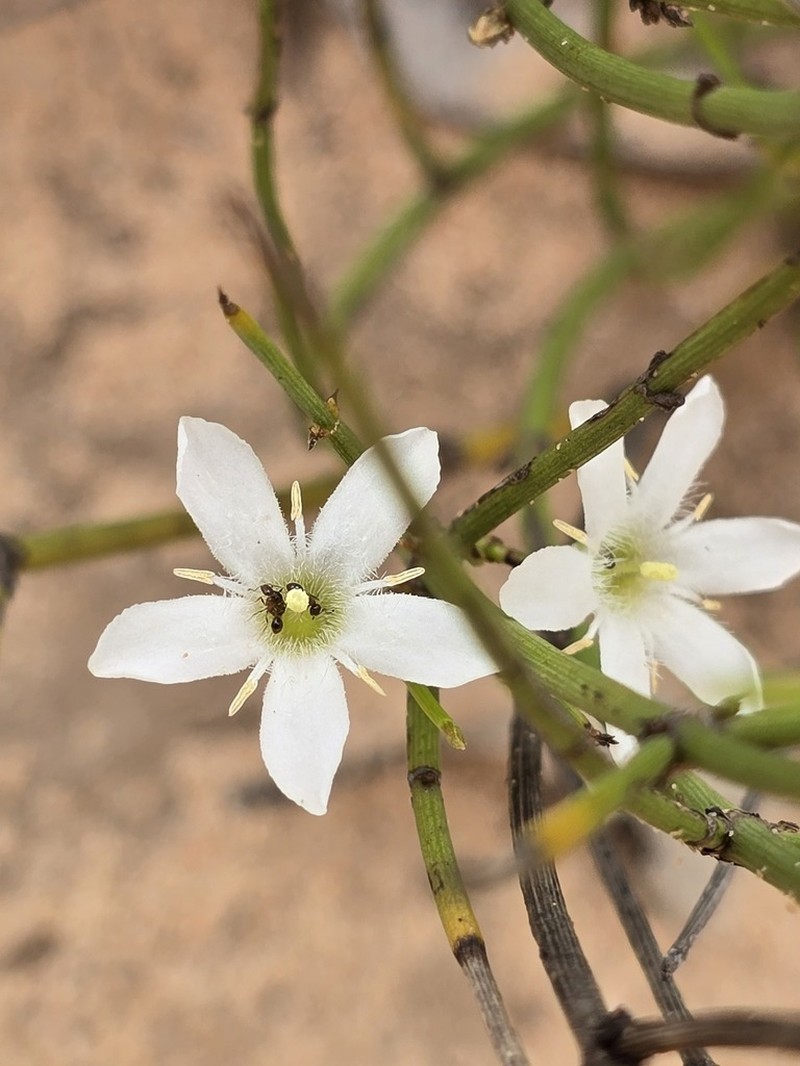 Orianthera nuda