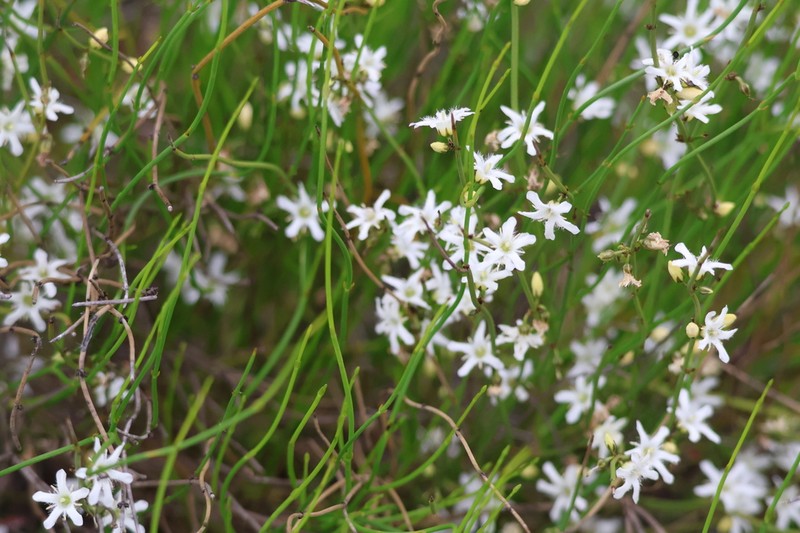Orianthera nuda photo 2