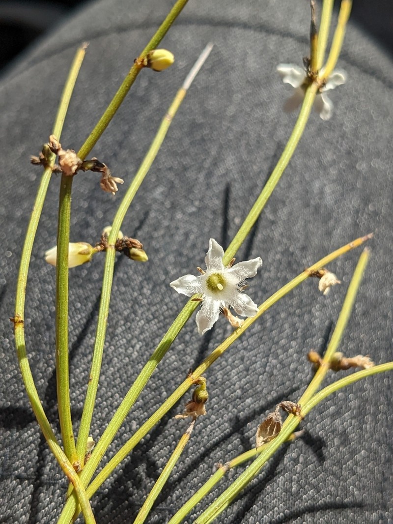Orianthera nuda photo 3