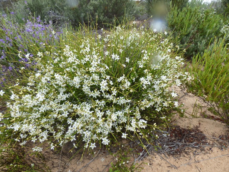 Orianthera nuda photo 4