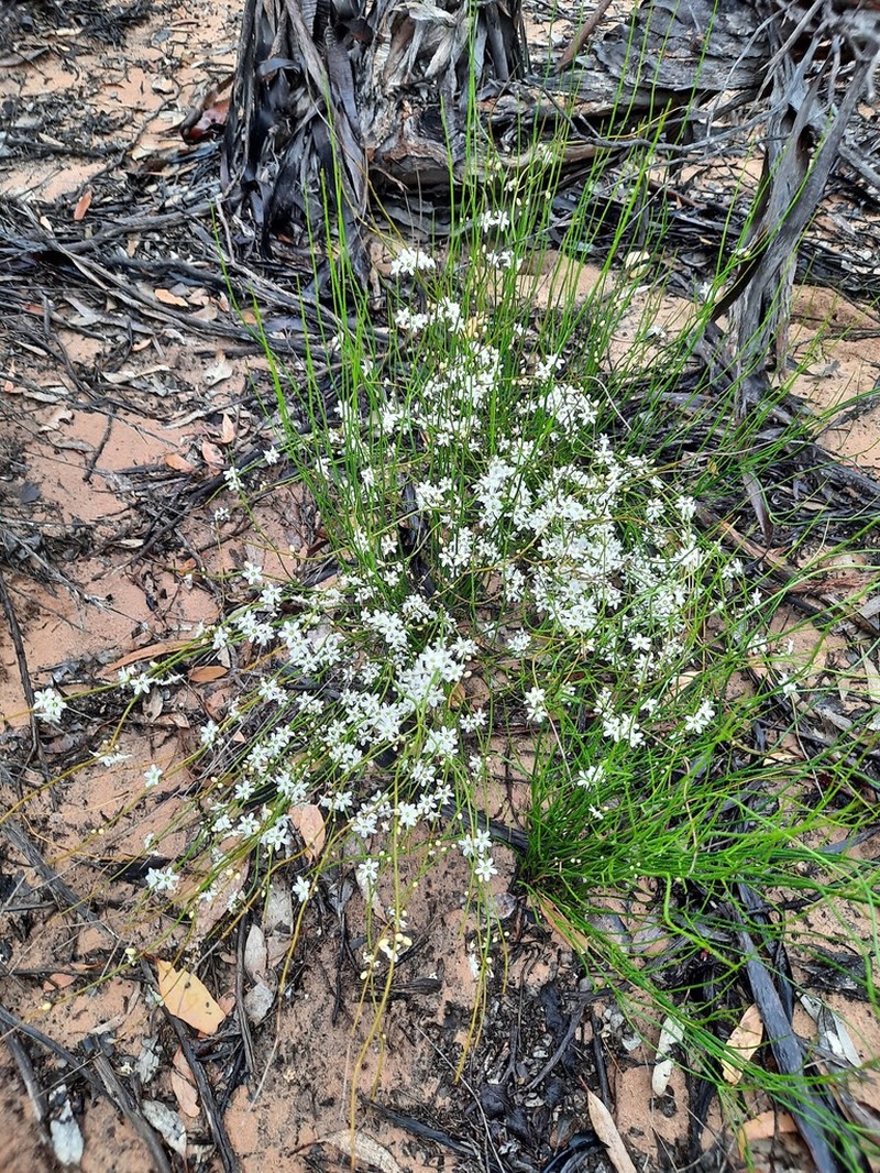 Orianthera nuda photo 5
