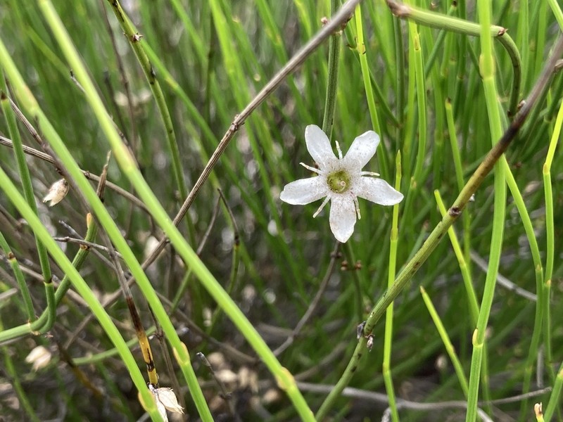 Orianthera nuda photo 7