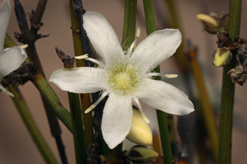 Orianthera nuda photo 8
