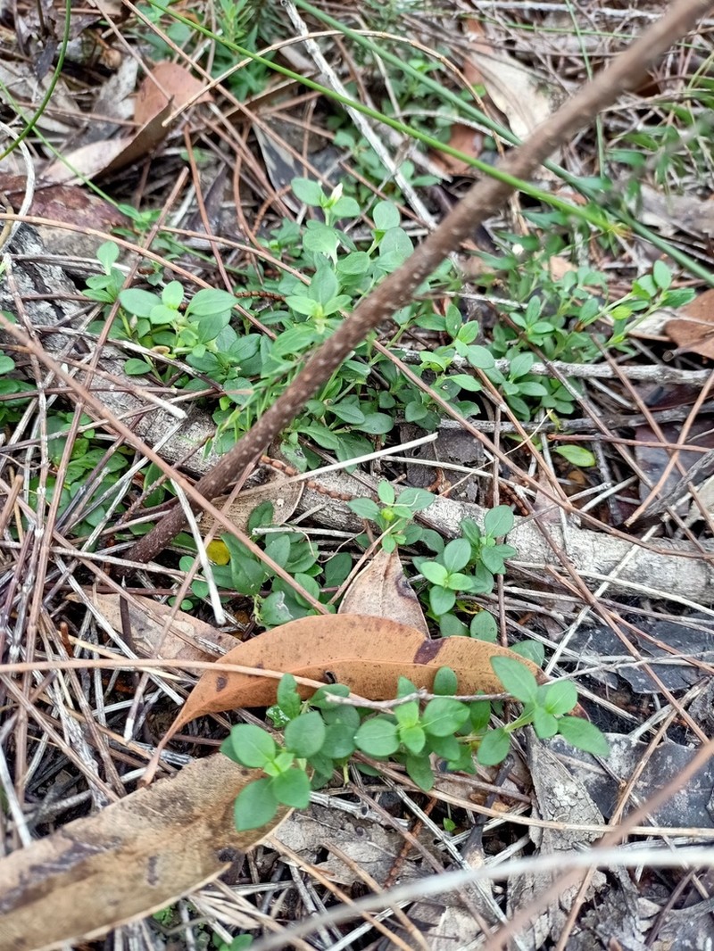 Orianthera pusilla photo 2