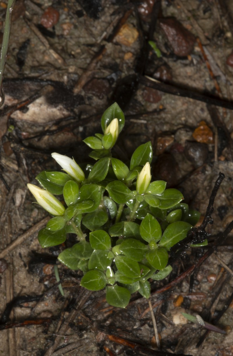 Orianthera pusilla photo 3