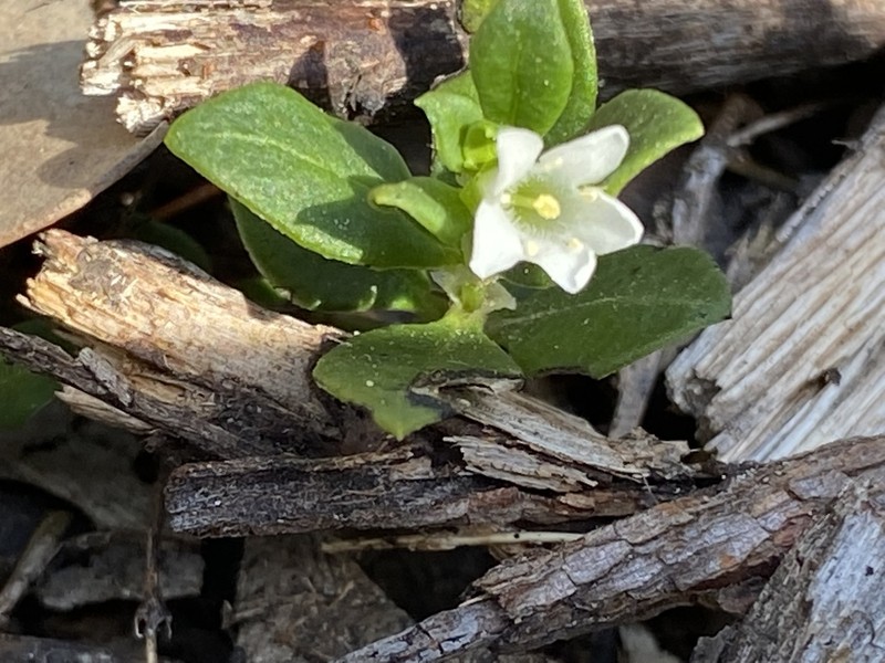 Orianthera pusilla photo 4