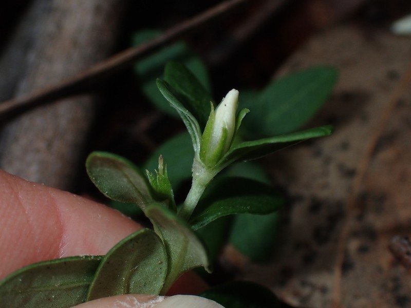 Orianthera pusilla photo 5