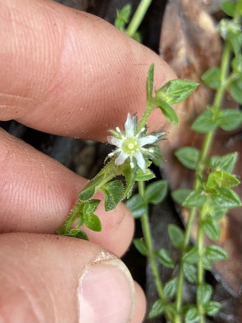 Orianthera serpyllifolia