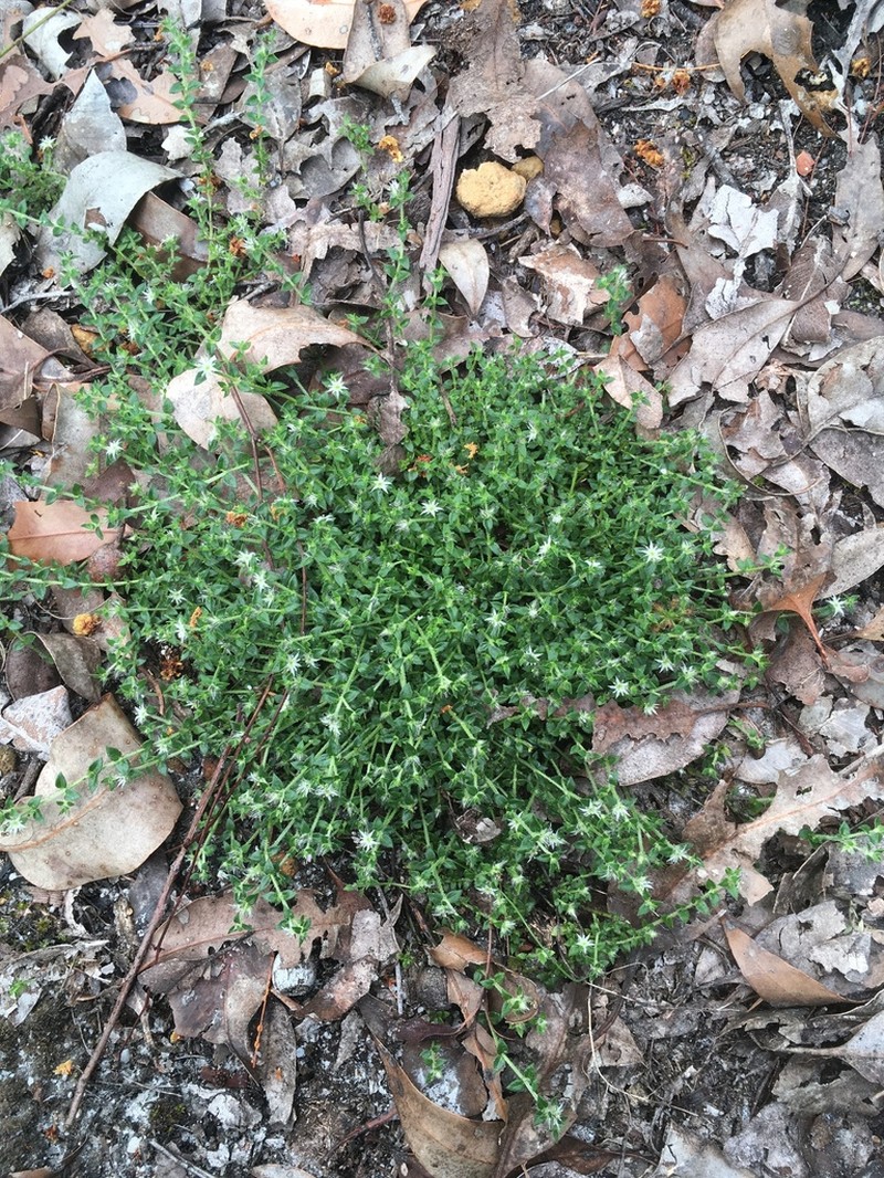 Orianthera serpyllifolia photo 2