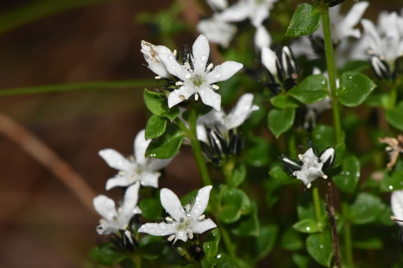 Orianthera serpyllifolia photo 3