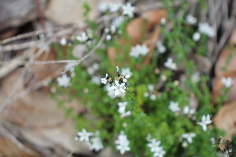 Orianthera serpyllifolia photo 4