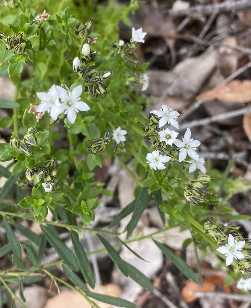 Orianthera serpyllifolia photo 5