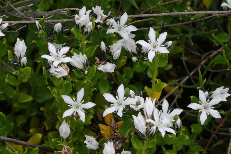 Orianthera serpyllifolia photo 6