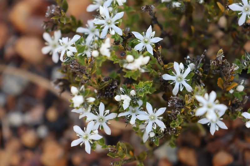 Orianthera serpyllifolia photo 7