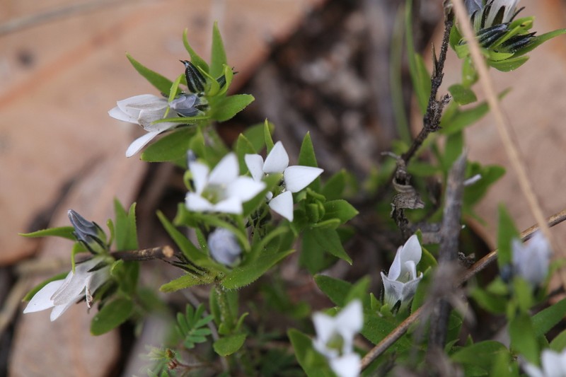 Orianthera serpyllifolia photo 8