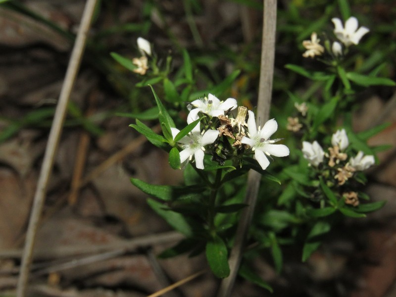 Orianthera serpyllifolia subsp. angustifolia